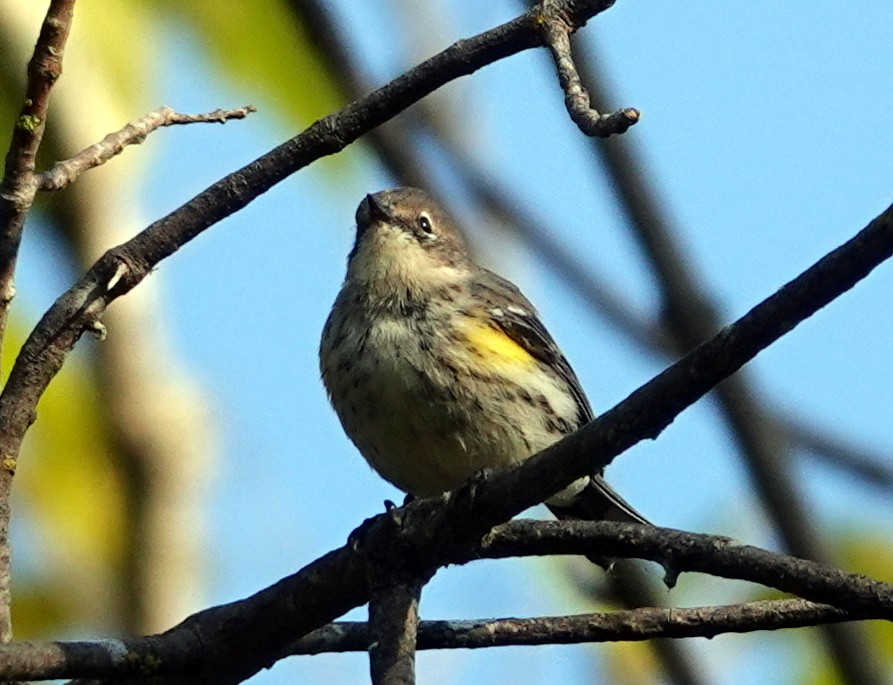 Yellow-rumped Warbler - ML641713633