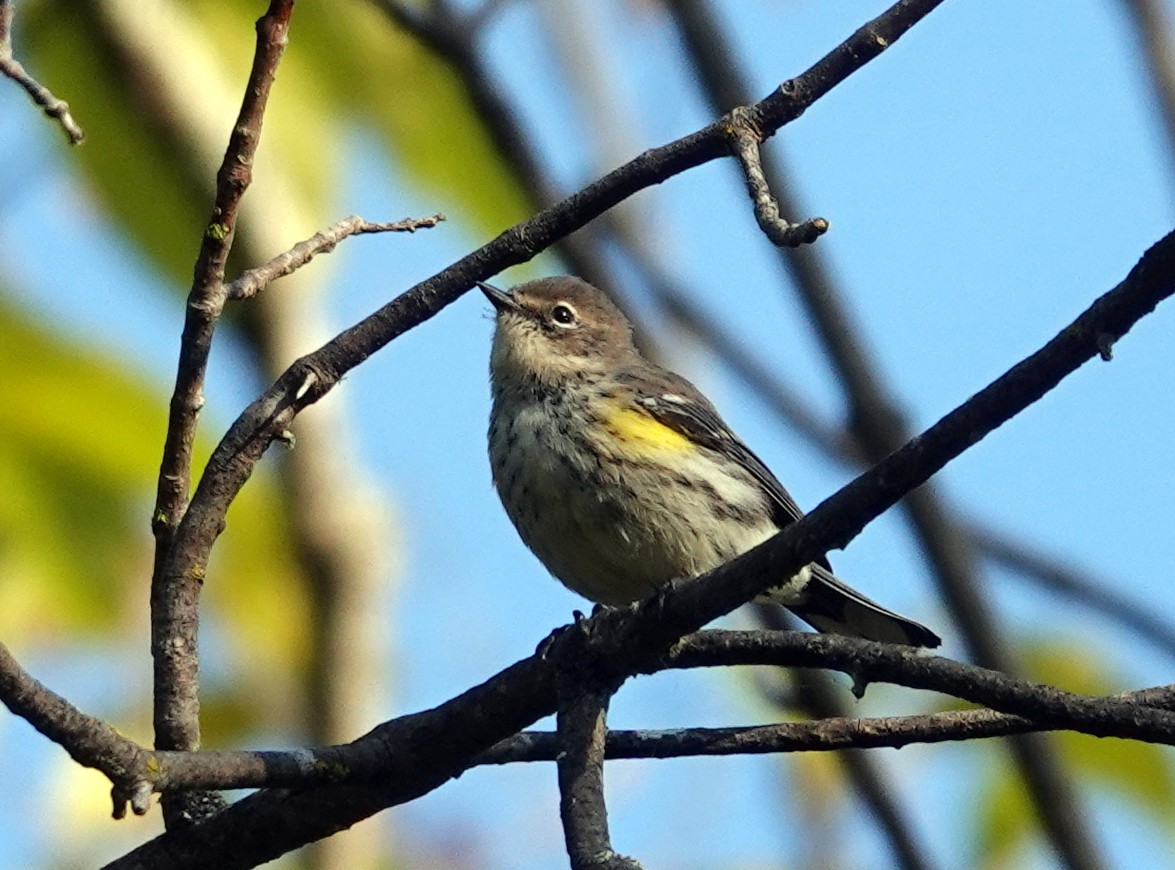 Yellow-rumped Warbler - ML641713634