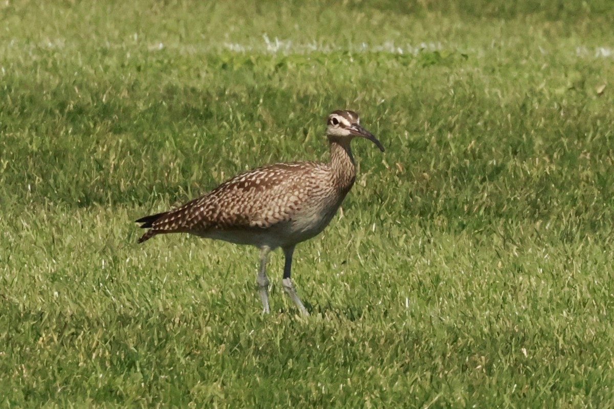 Hudsonian Whimbrel - ML641713647