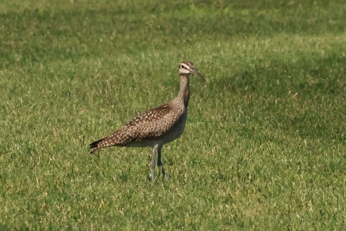 Hudsonian Whimbrel - ML641713648