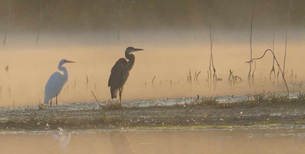 Great Egret - ML641713768