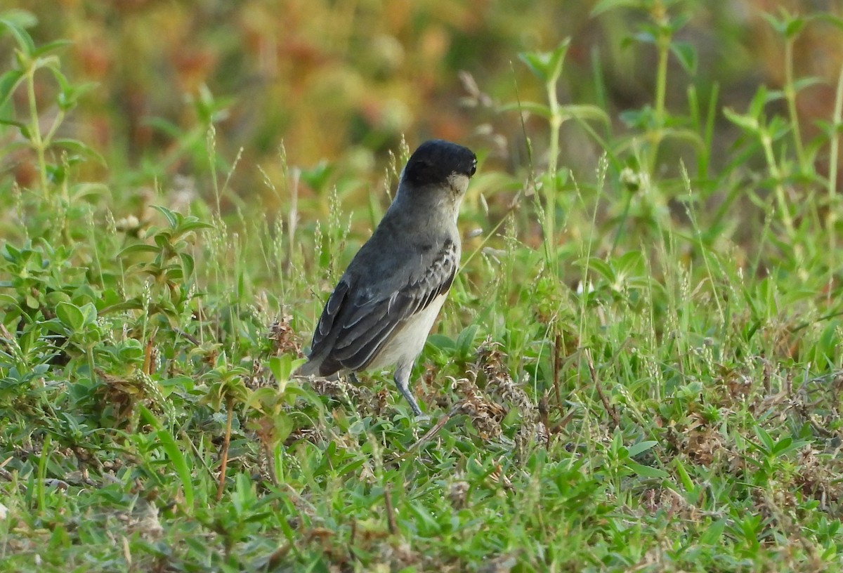 Cinereous Becard - ML641713783