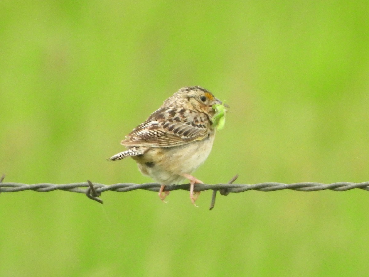 Grasshopper Sparrow - ML641713788