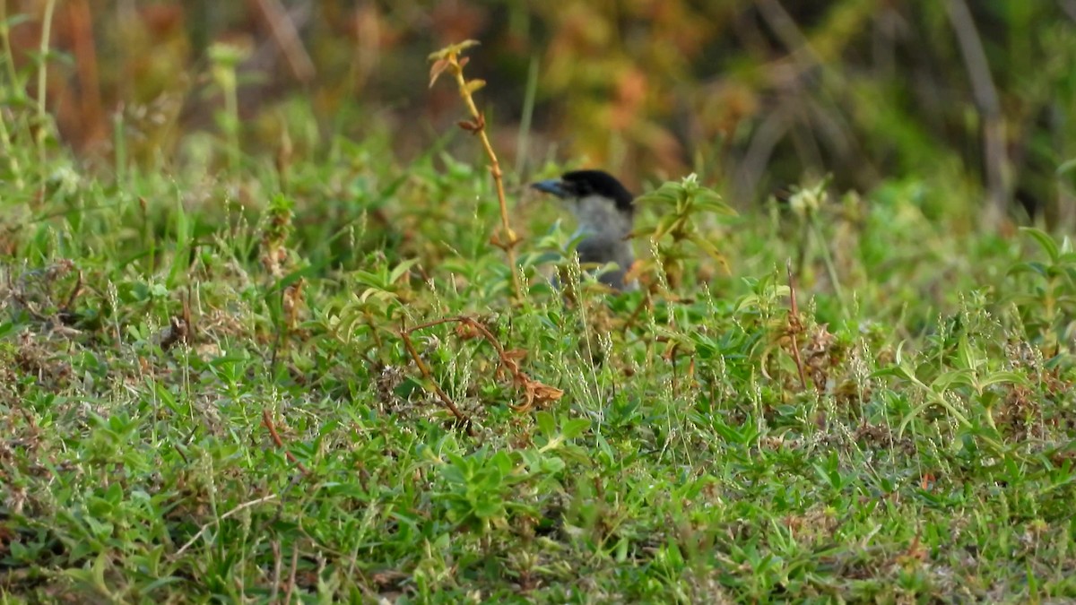 Cinereous Becard - ML641713790
