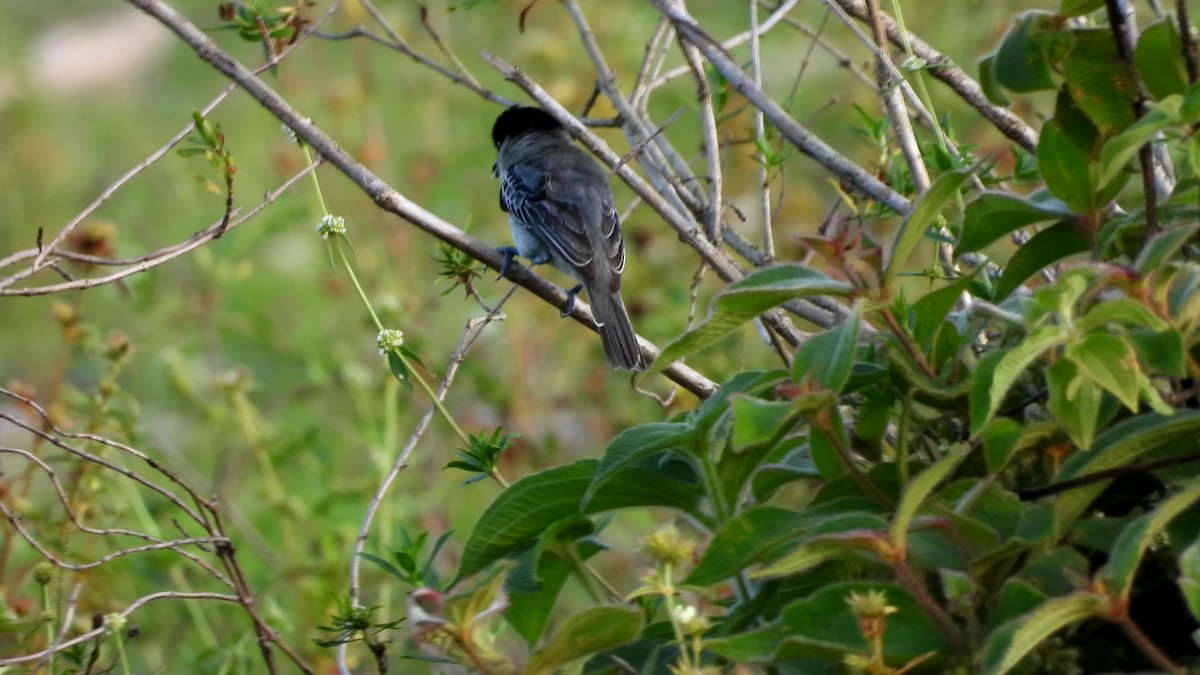 Cinereous Becard - ML641713805