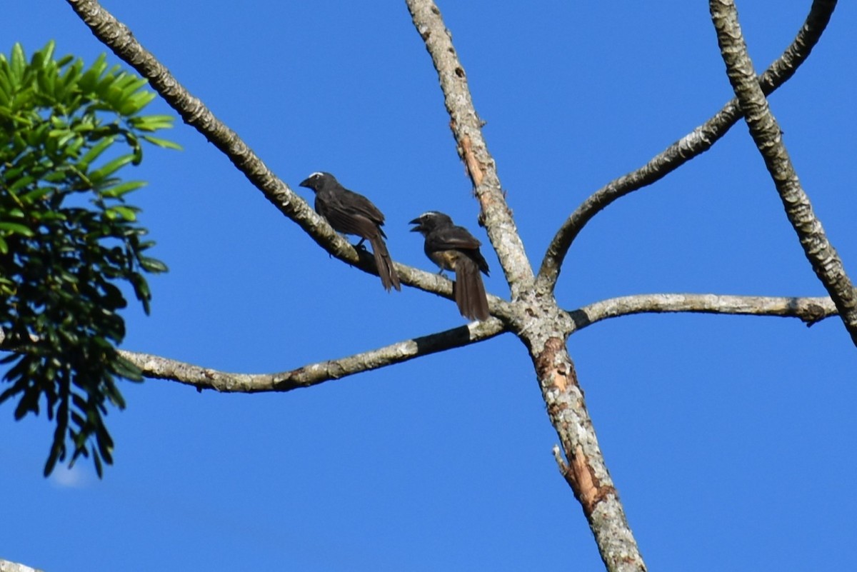 Cinnamon-bellied Saltator - ML641713824