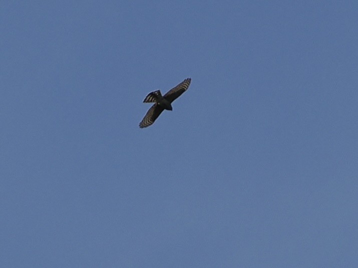 Broad-winged Hawk - ML641713844