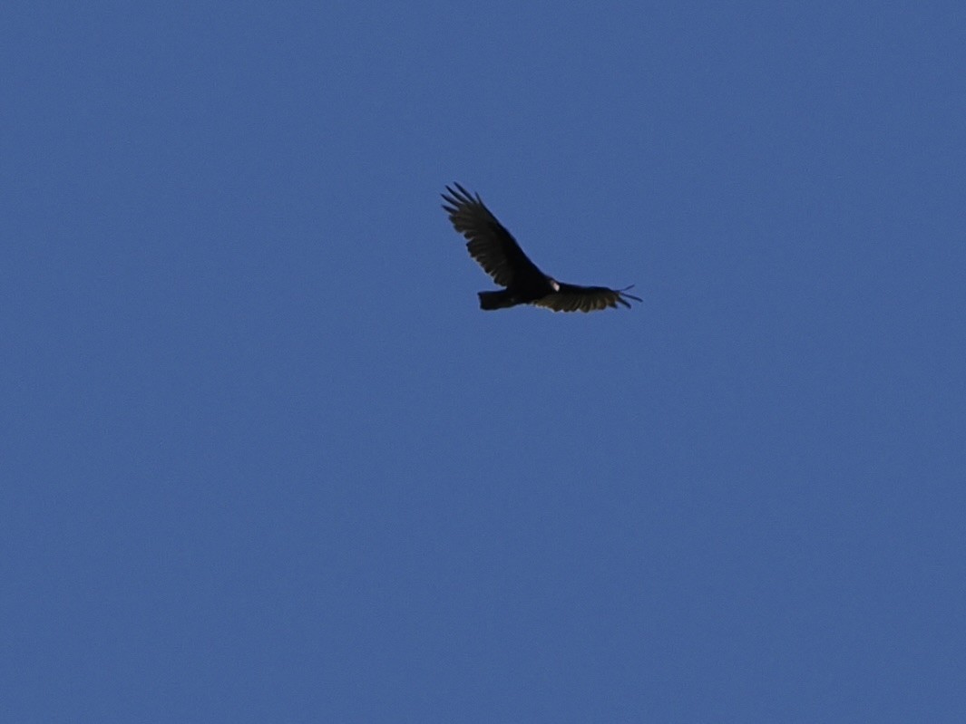 Turkey Vulture - ML641713860