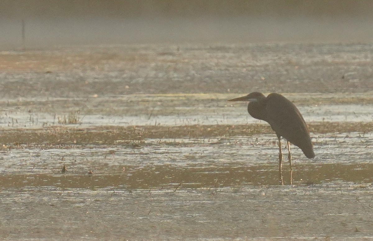 Great Blue Heron - ML641713895
