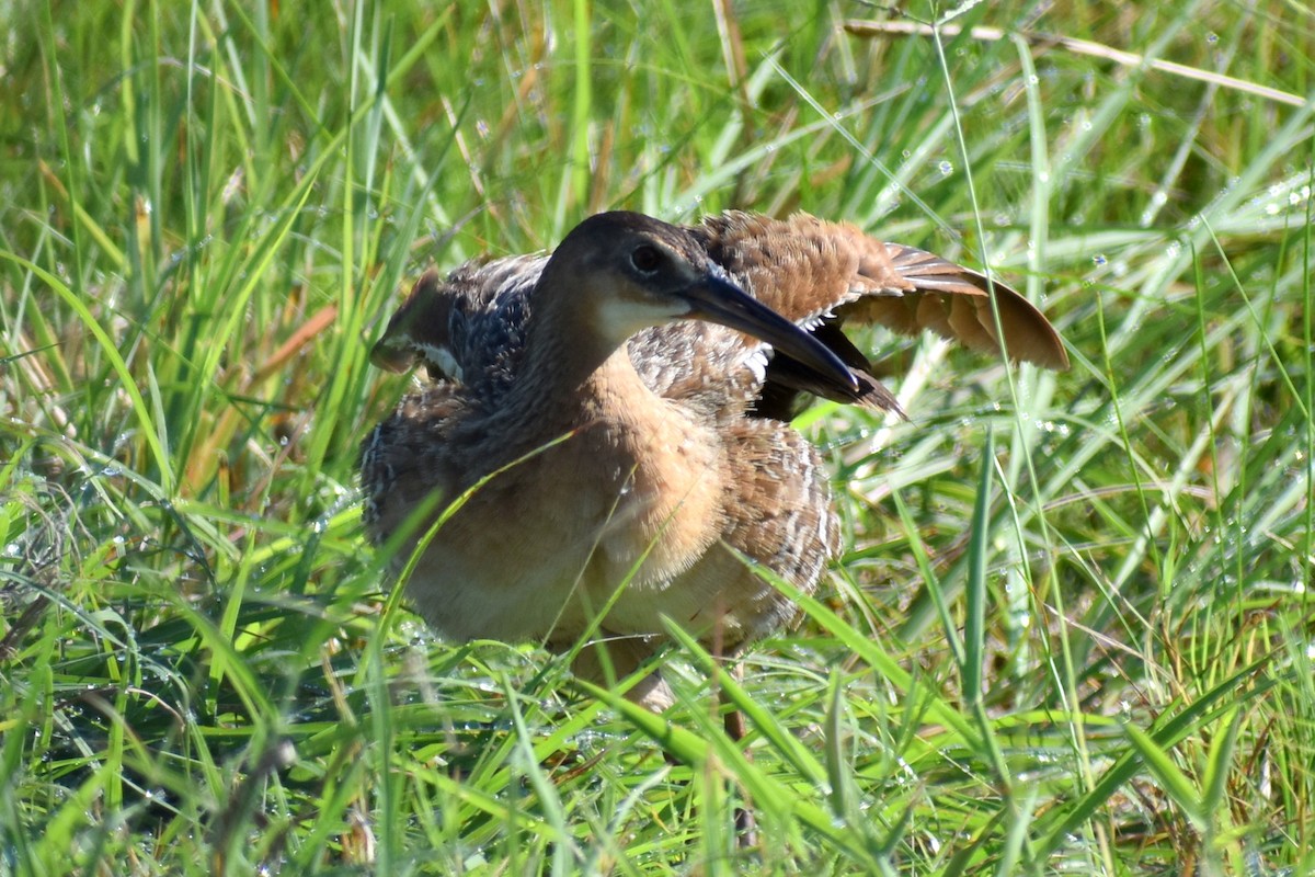 King Rail - ML641713910