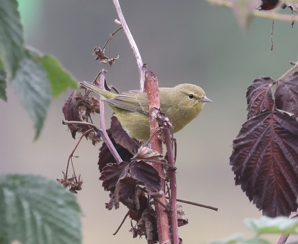 oransjekroneparula - ML641713980