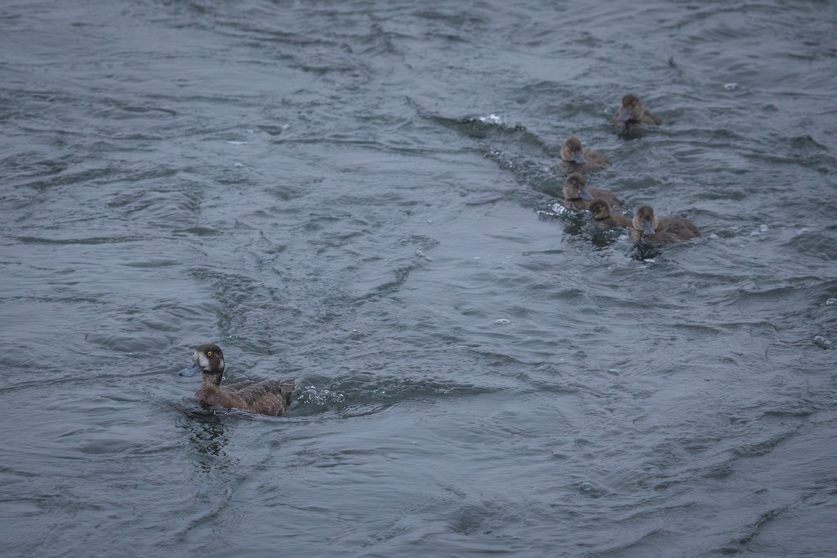 Greater Scaup - ML641714049