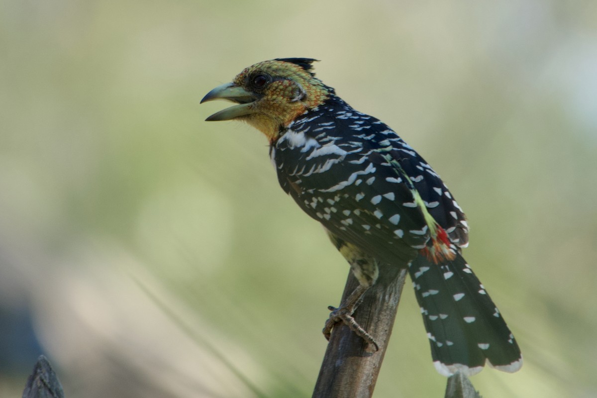Crested Barbet - ML641714053