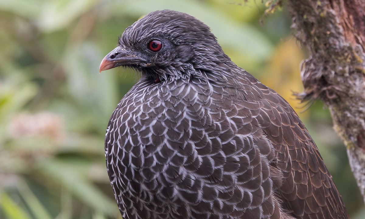 Andean Guan - ML641714088