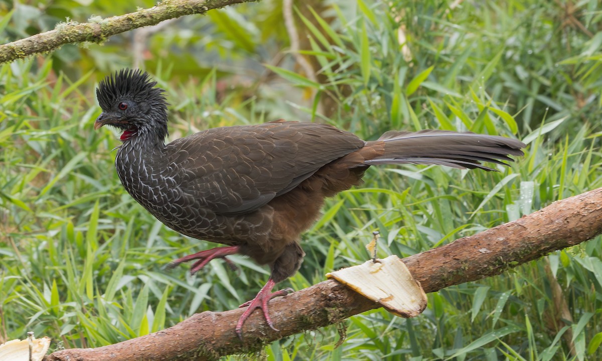 Andean Guan - ML641714089