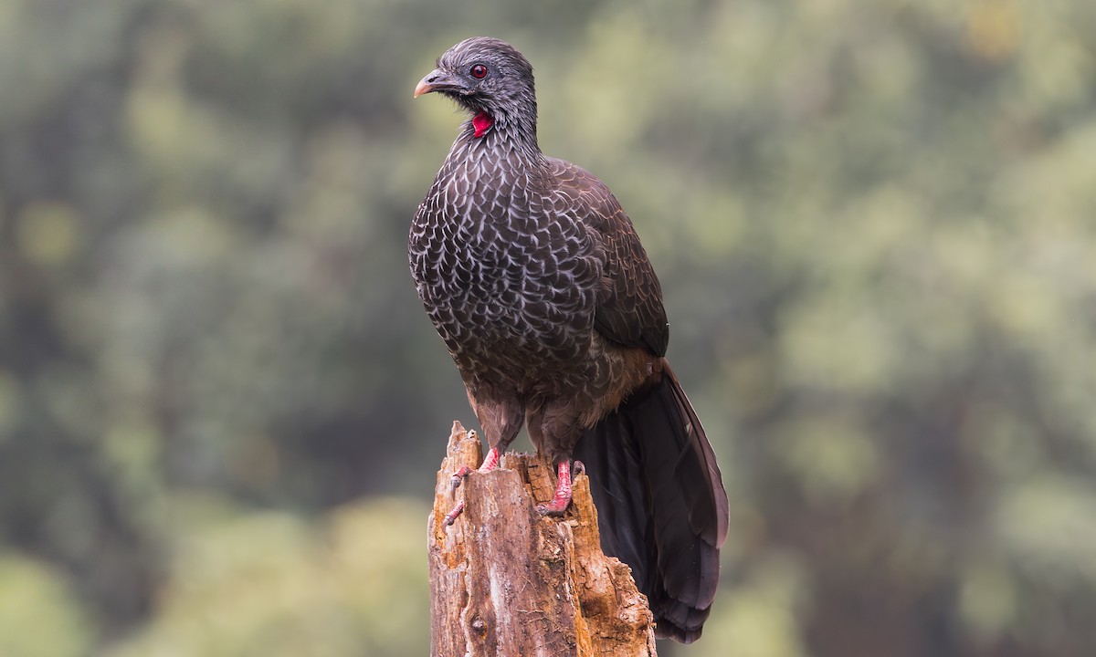Andean Guan - ML641714090