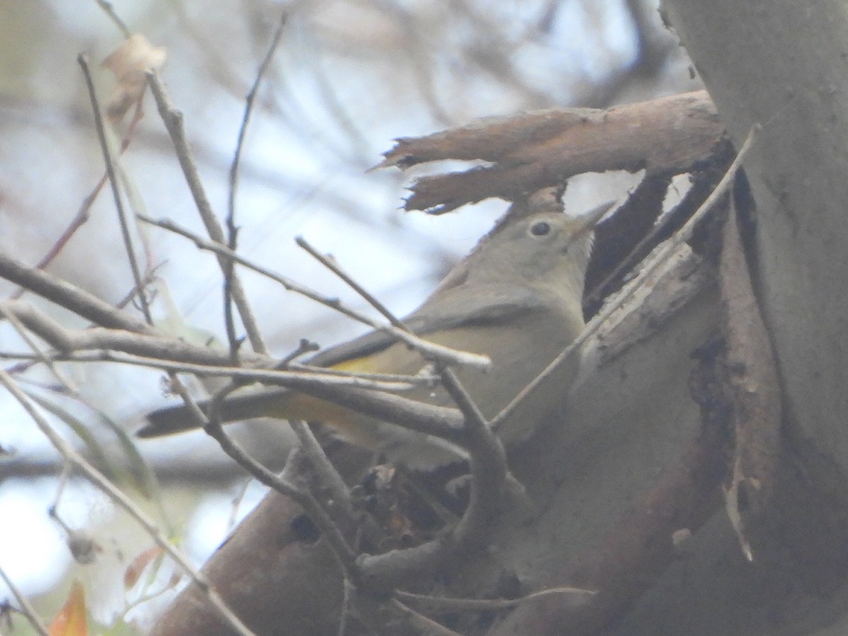 pinjeparula - ML641714116