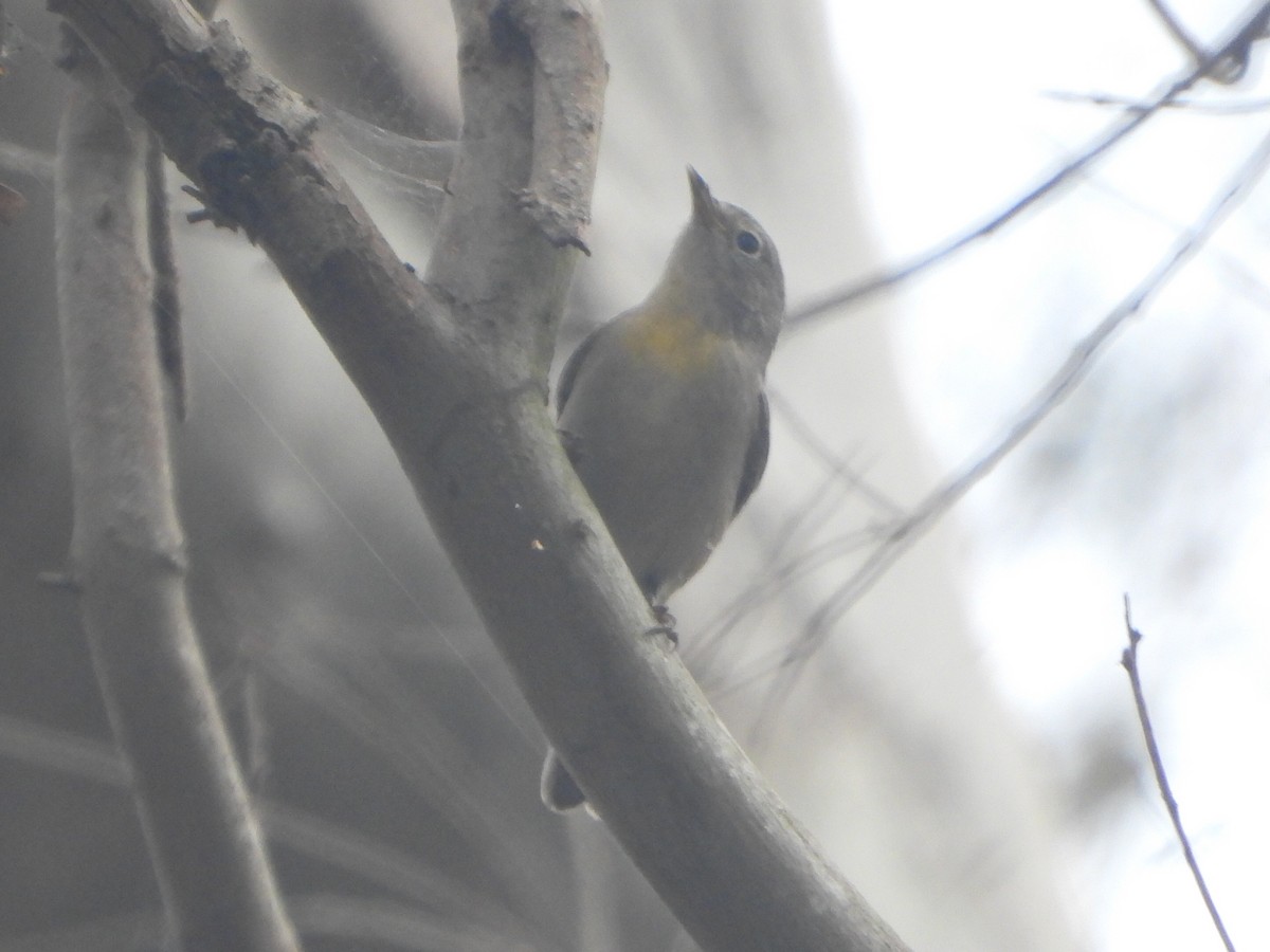 pinjeparula - ML641714122