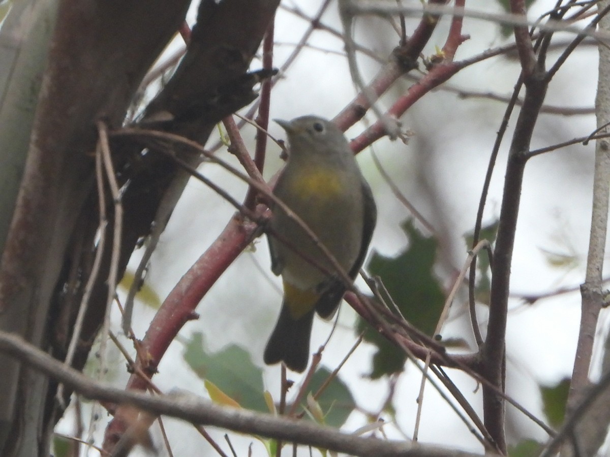 pinjeparula - ML641714127