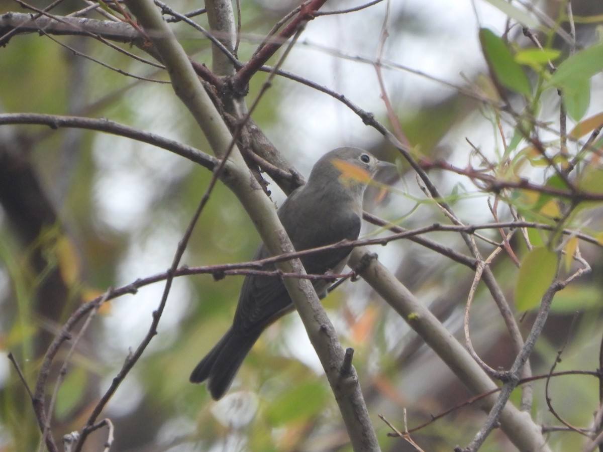 pinjeparula - ML641714135
