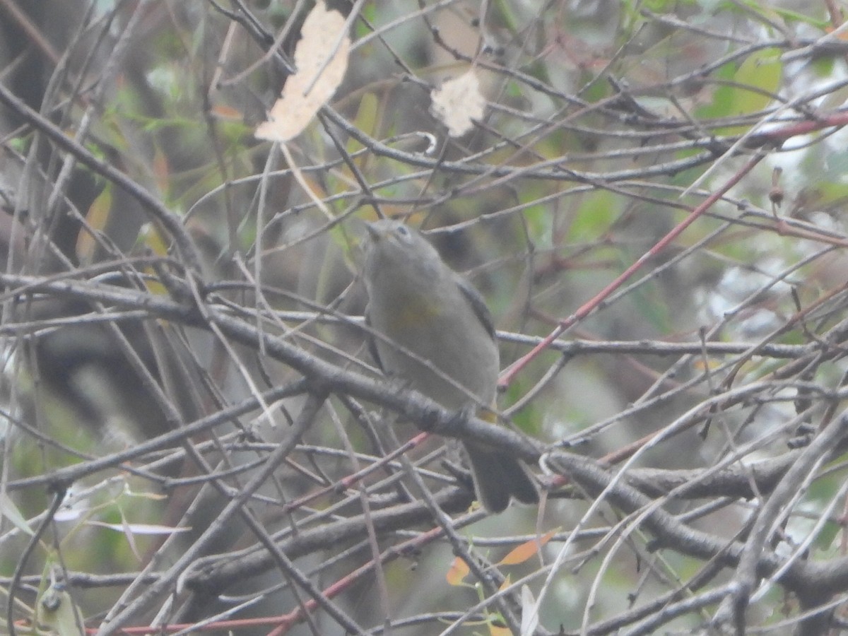 pinjeparula - ML641714138