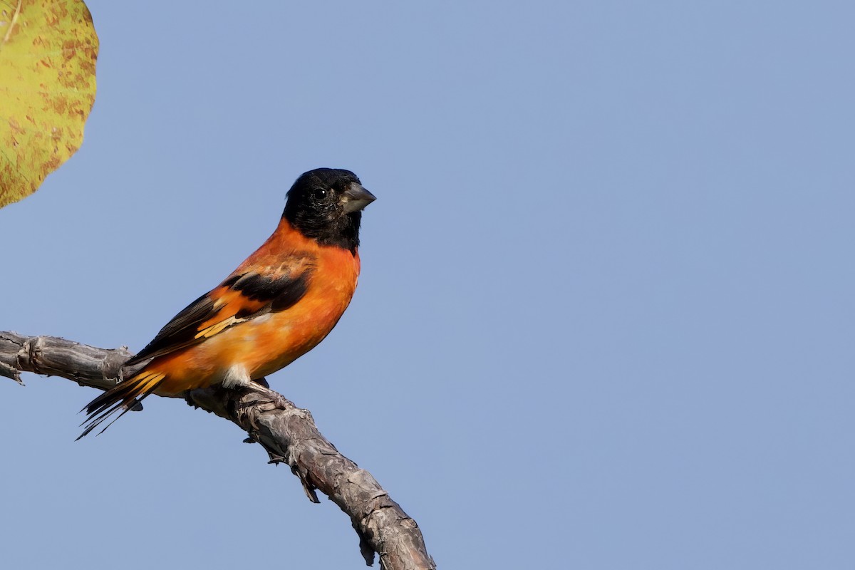 Red Siskin - ML641714141