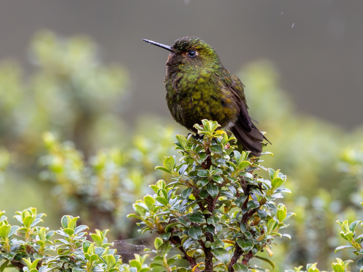 Viridian Metaltail (Ecuadorian) - ML641714156