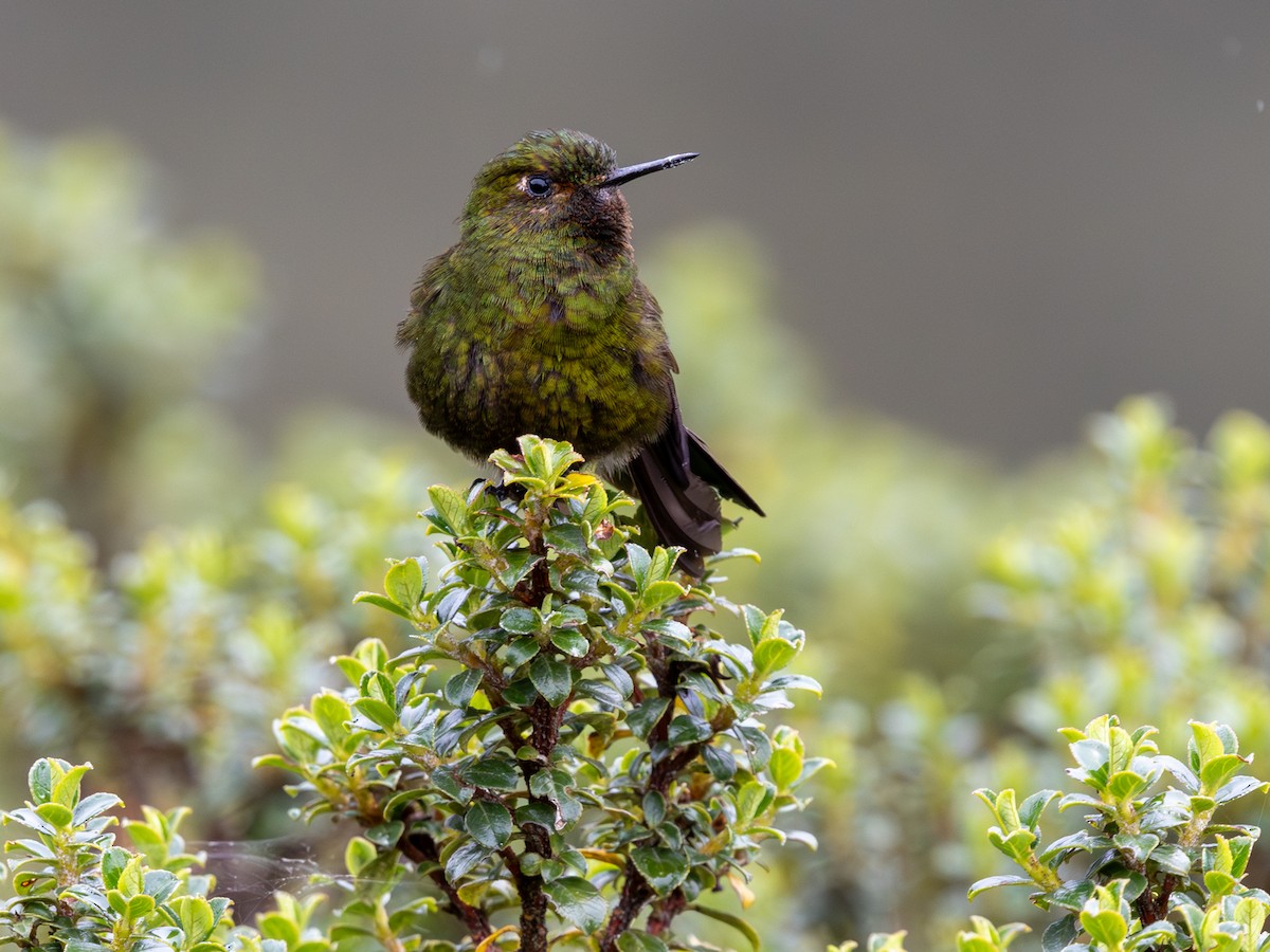 Viridian Metaltail (Ecuadorian) - ML641714157