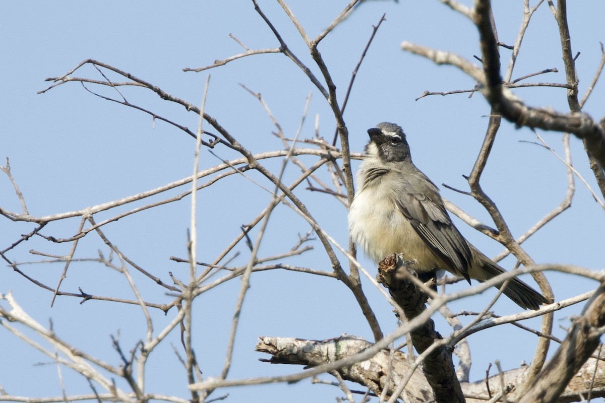 Olive-gray Saltator - ML641714194