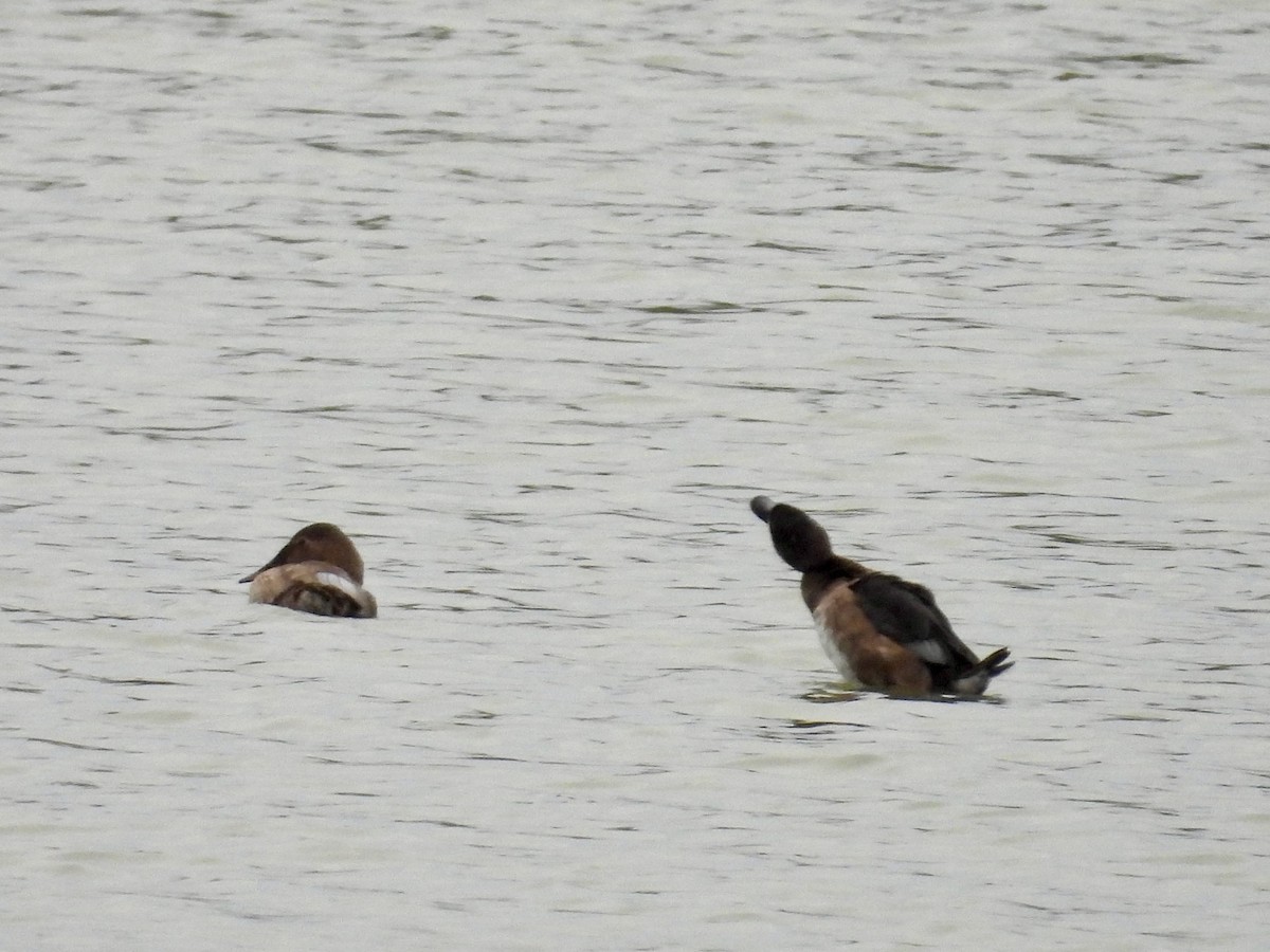 Canvasback - ML641714195