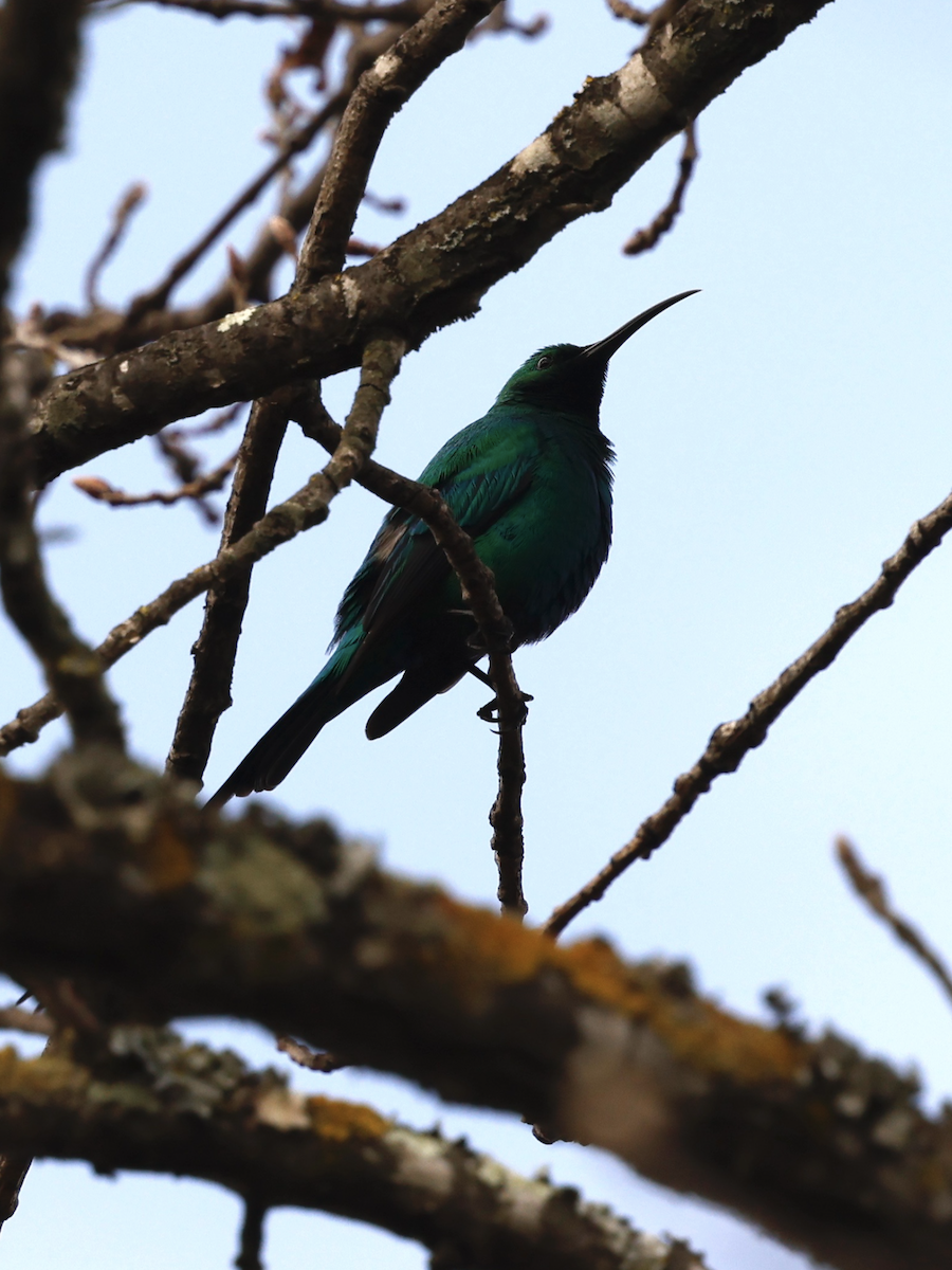 Malachite Sunbird - ML641714199