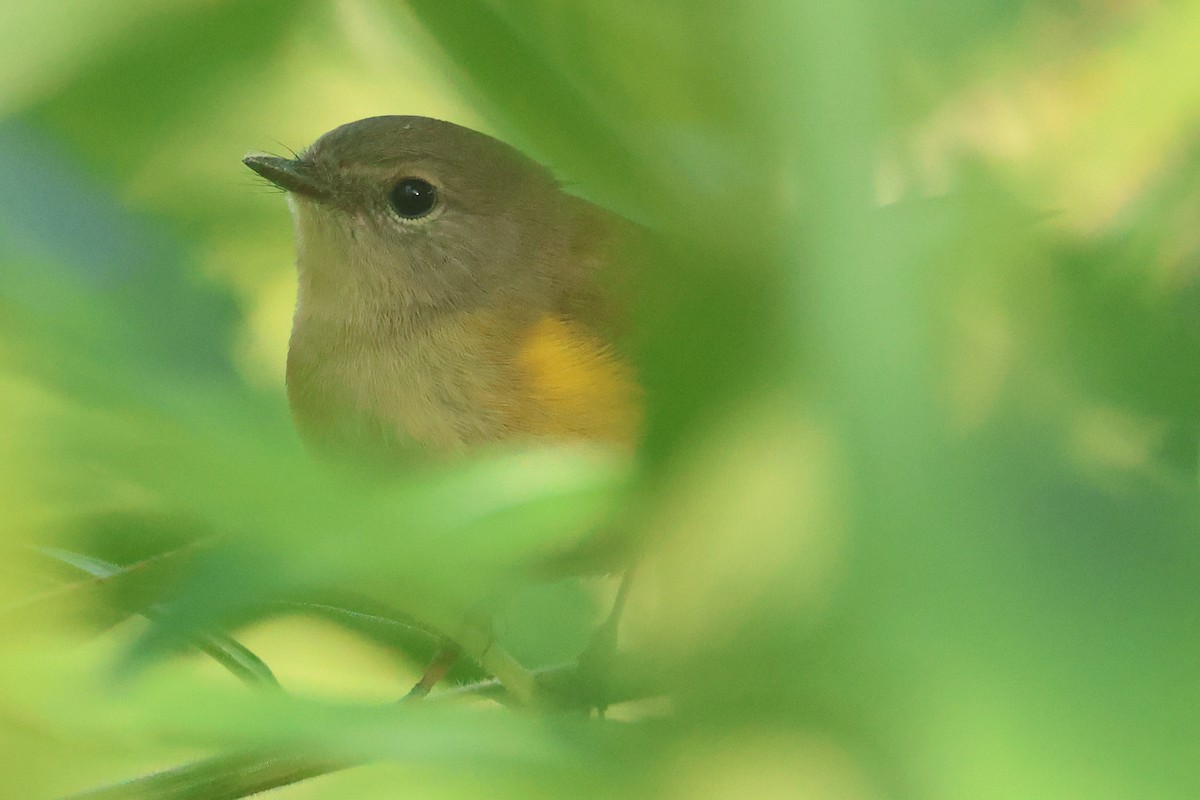 American Redstart - ML641714223