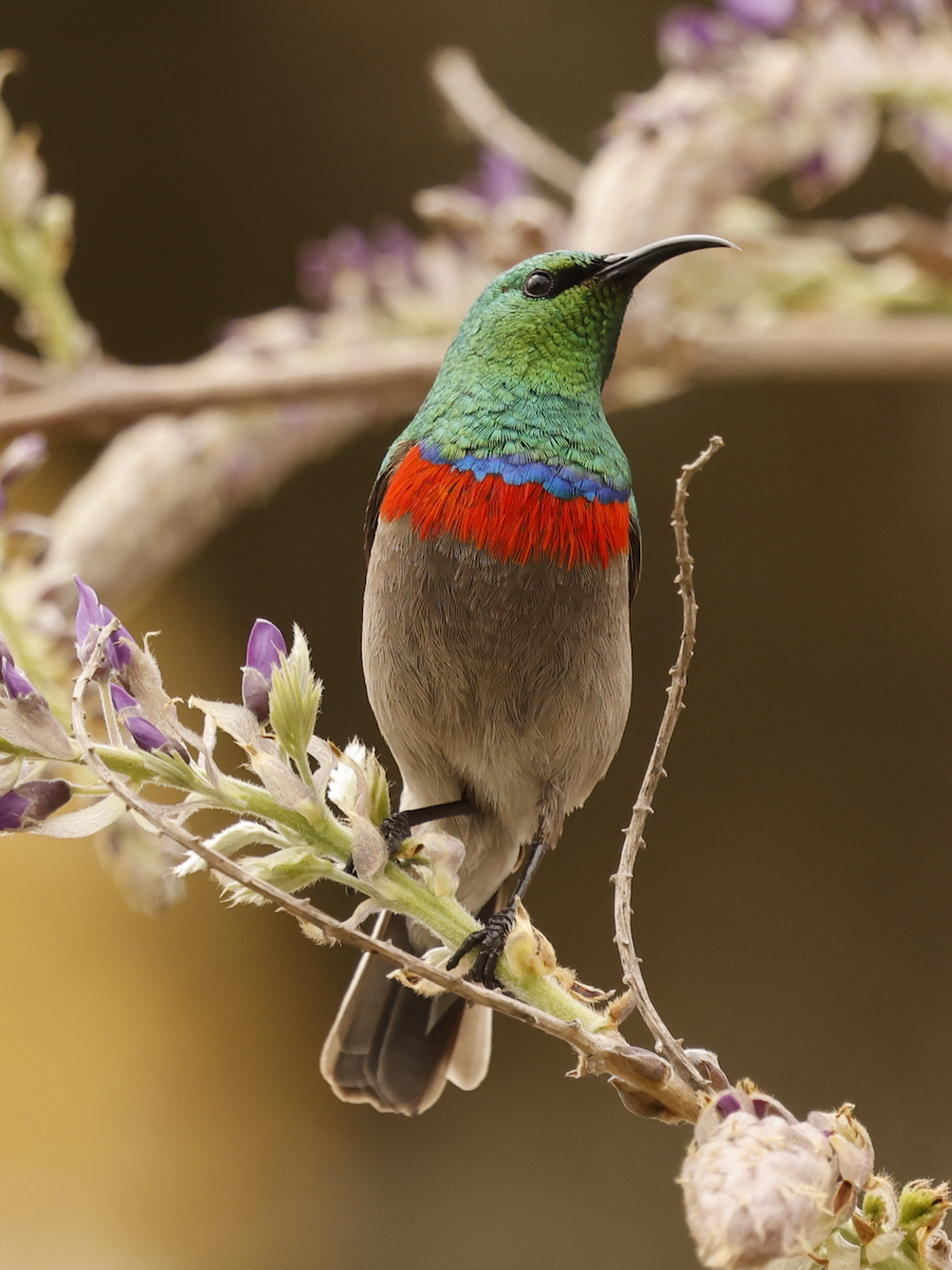 Southern Double-collared Sunbird - ML641714249