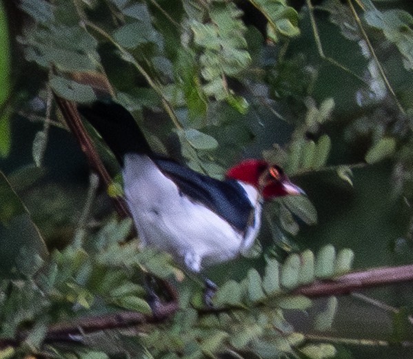 Red-capped Cardinal - ML641714291