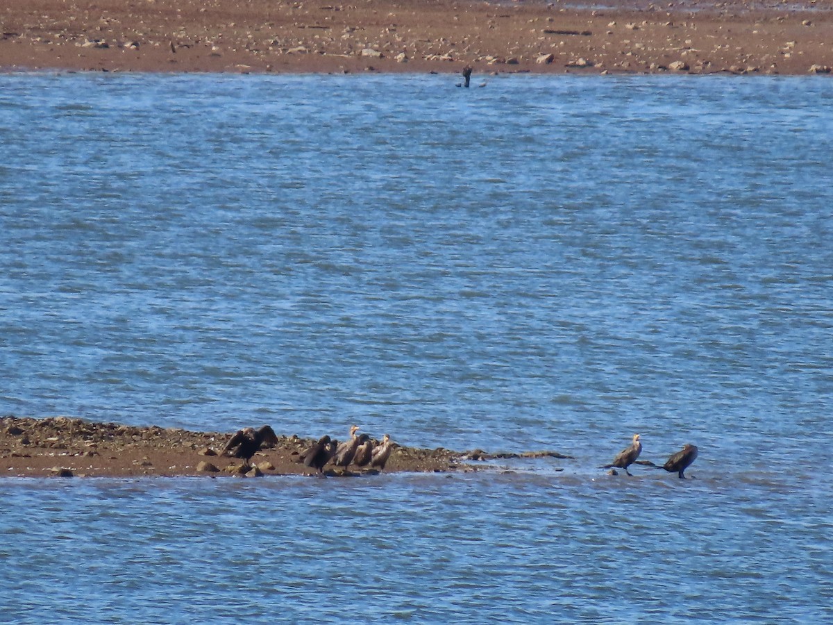 Double-crested Cormorant - ML641714341