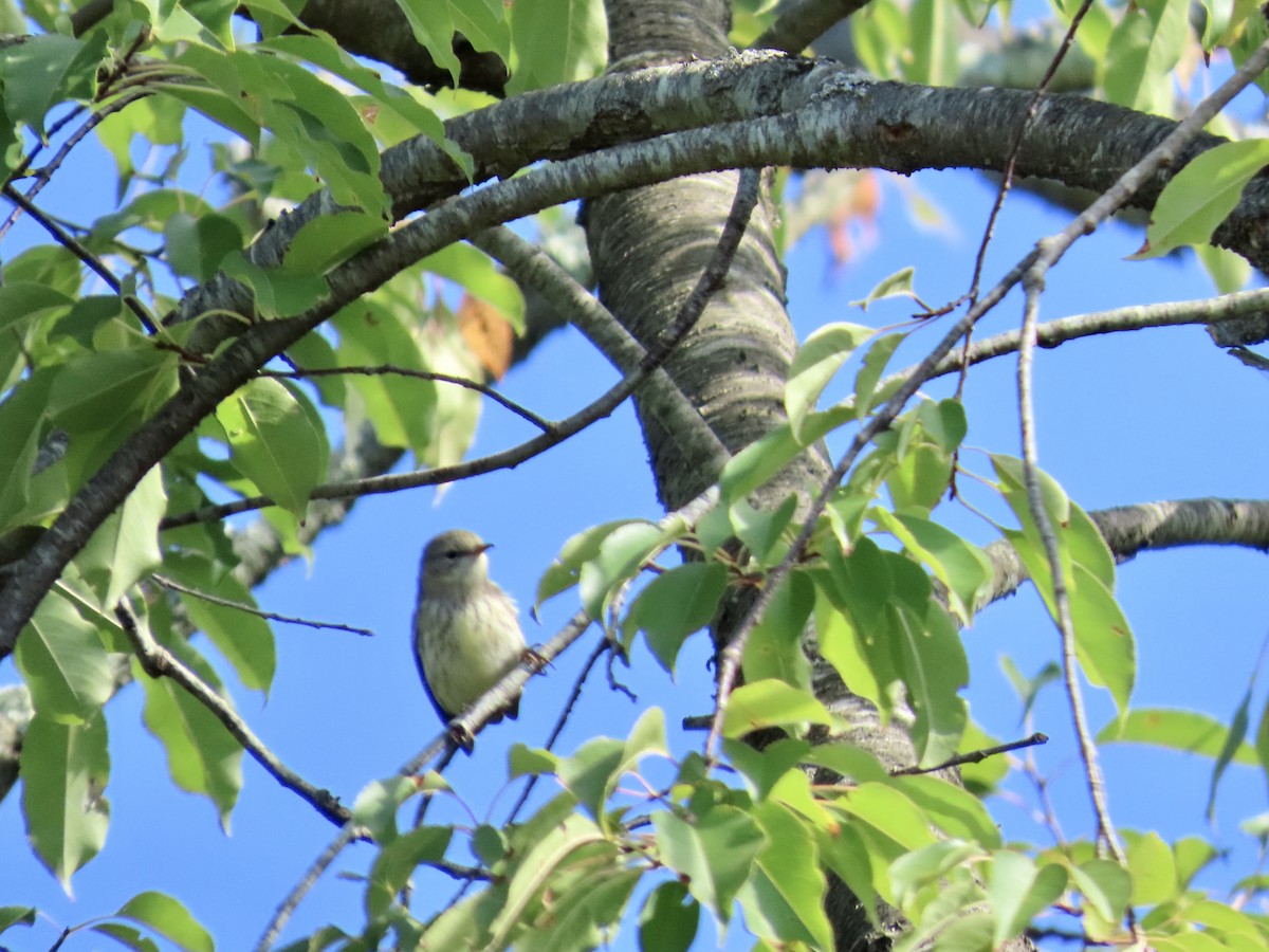Cape May Warbler - ML641714352