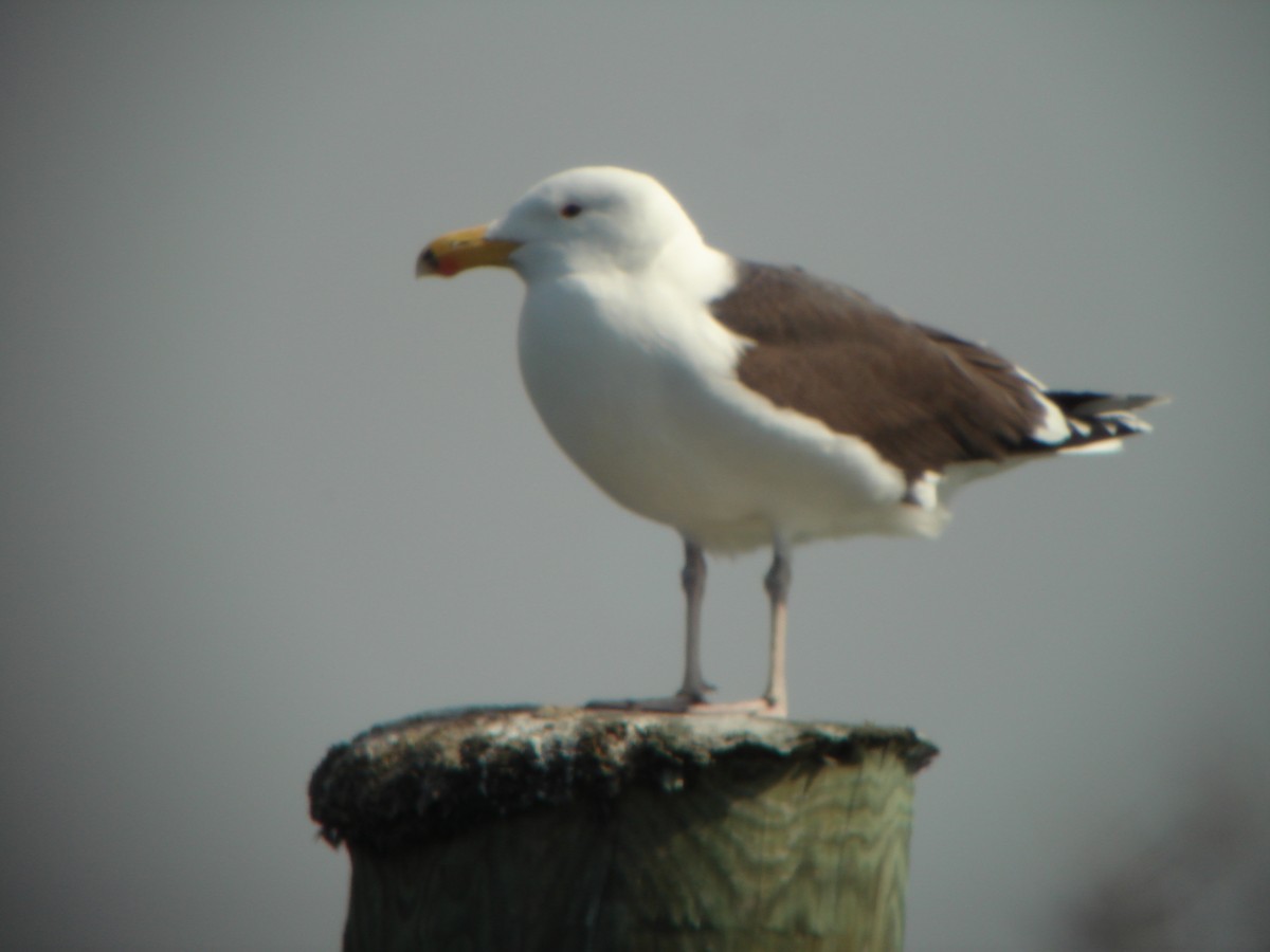 Great Black-backed Gull - ML641714354