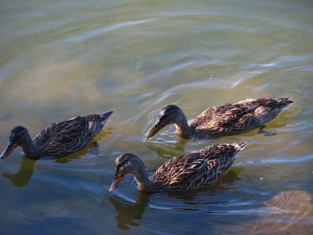 Mallard - ML641714369