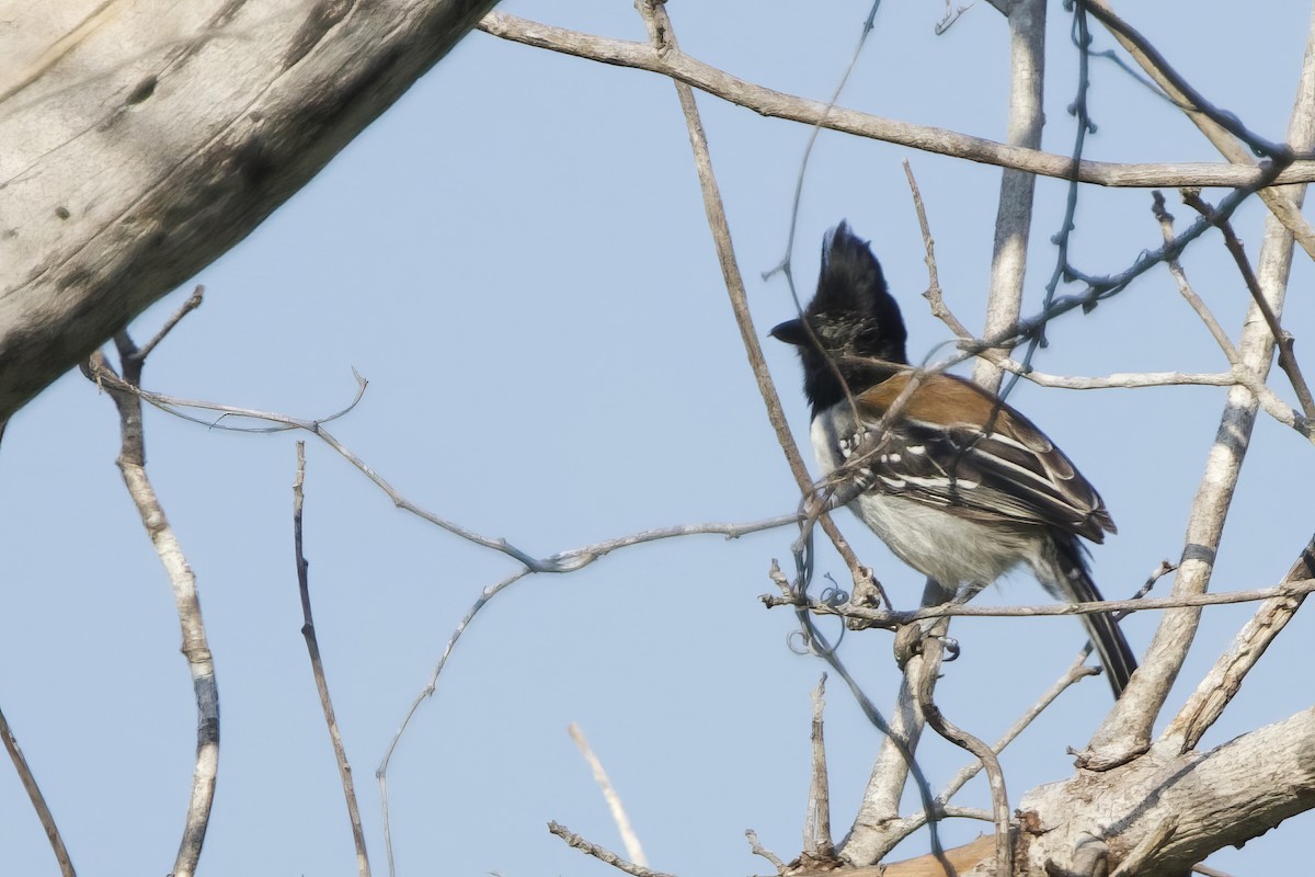 Black-crested Antshrike - ML641714392