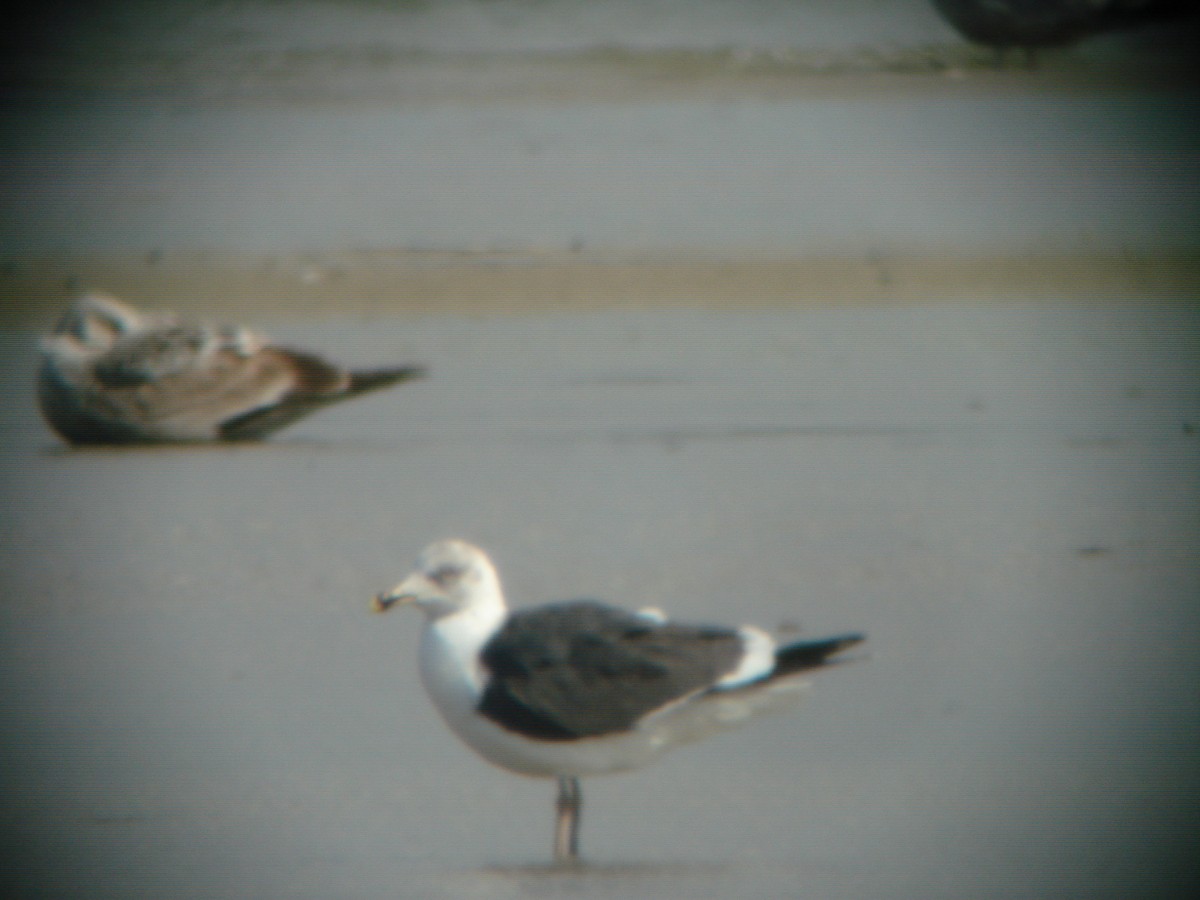 Бэсрэг цахлай - ML641714396