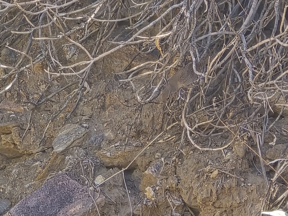 Hauszaunkönig - ML641714406