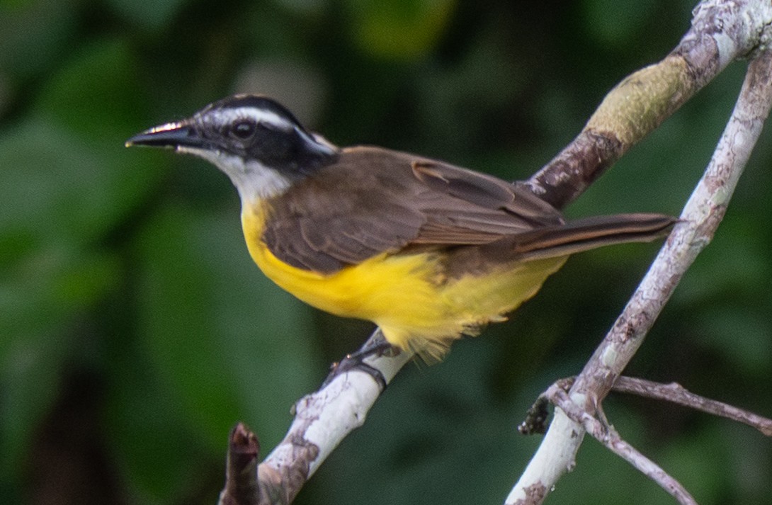 Lesser Kiskadee - ML641714407