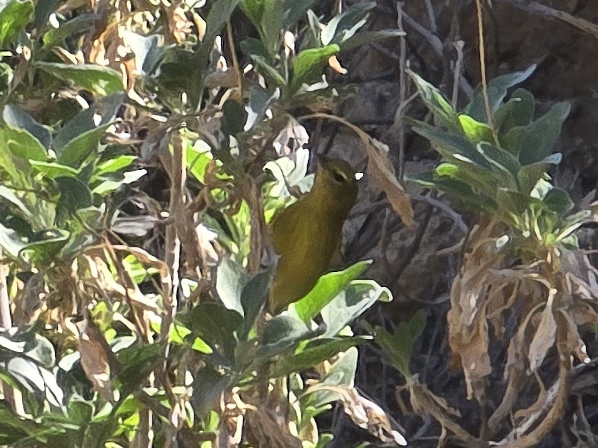 Orangefleck-Waldsänger - ML641714415