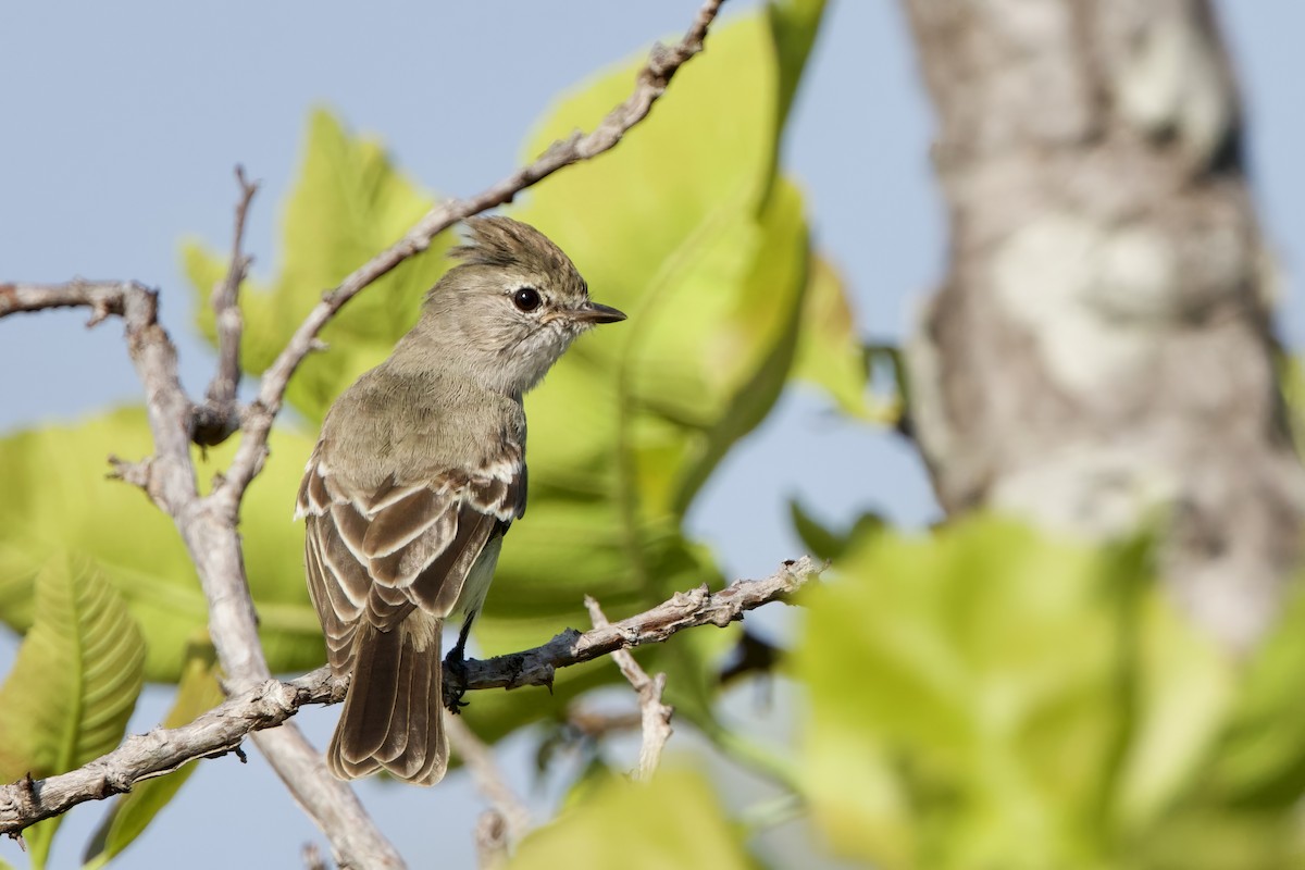 Yellow-bellied Elaenia - ML641714447