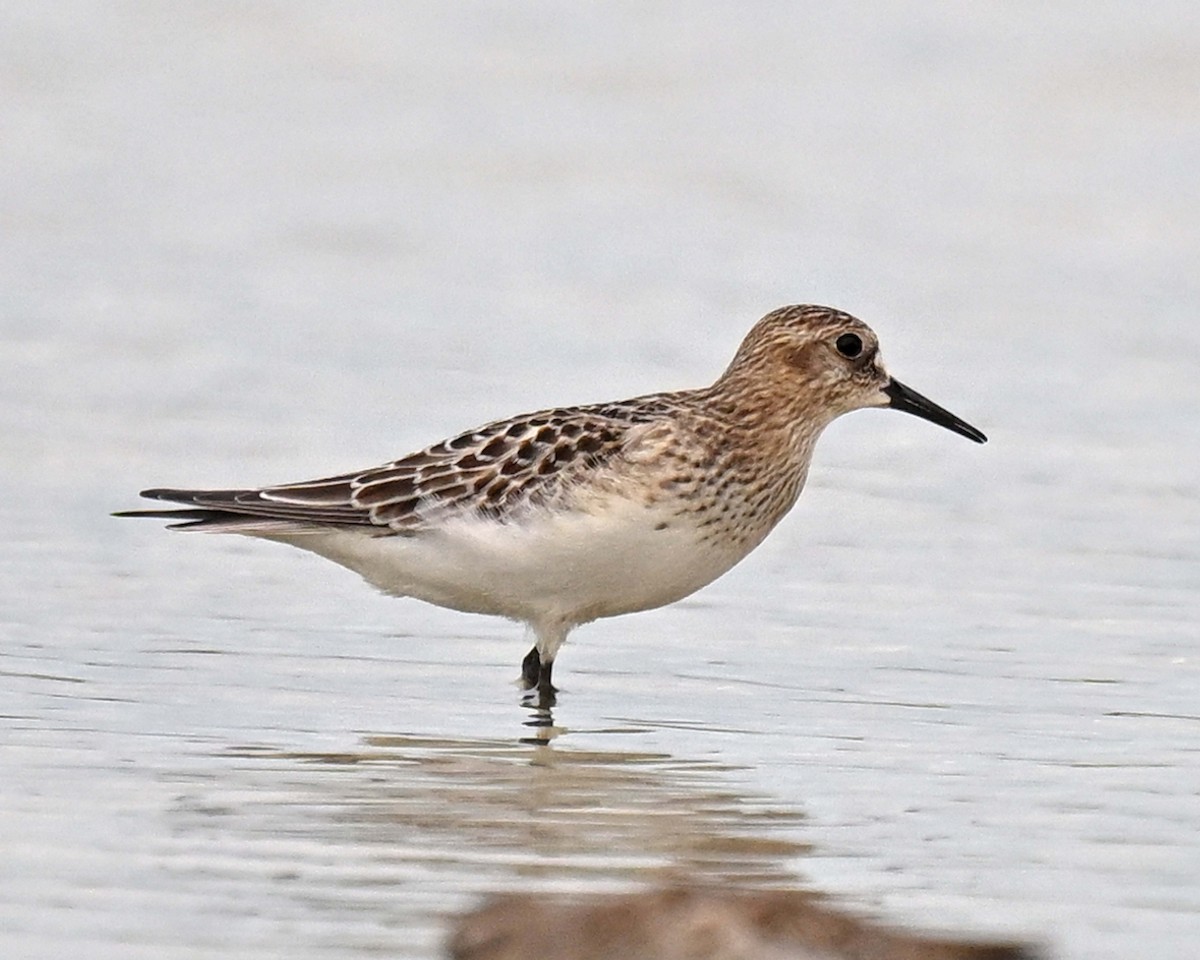 jespák dlouhokřídlý - ML641714456