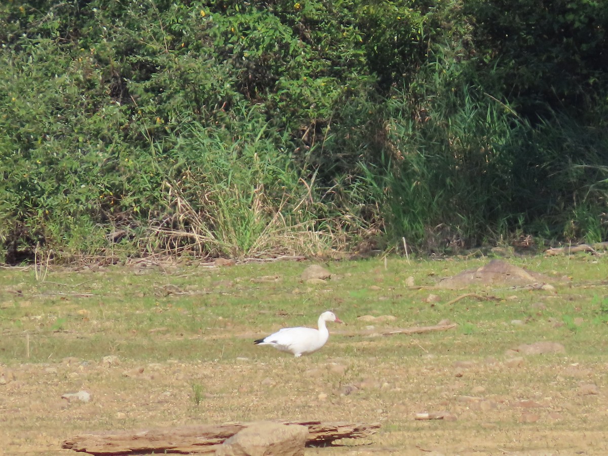 Snow Goose - ML641714503