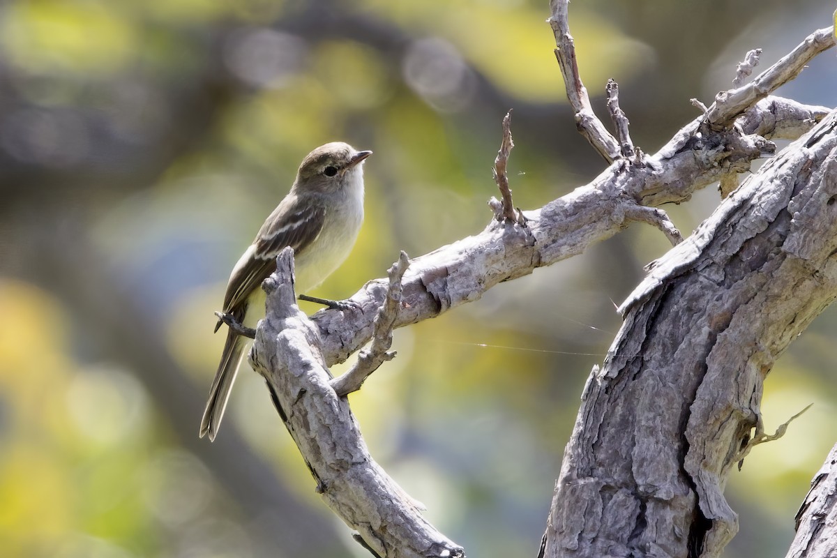 Plain-crested Elaenia - ML641714508