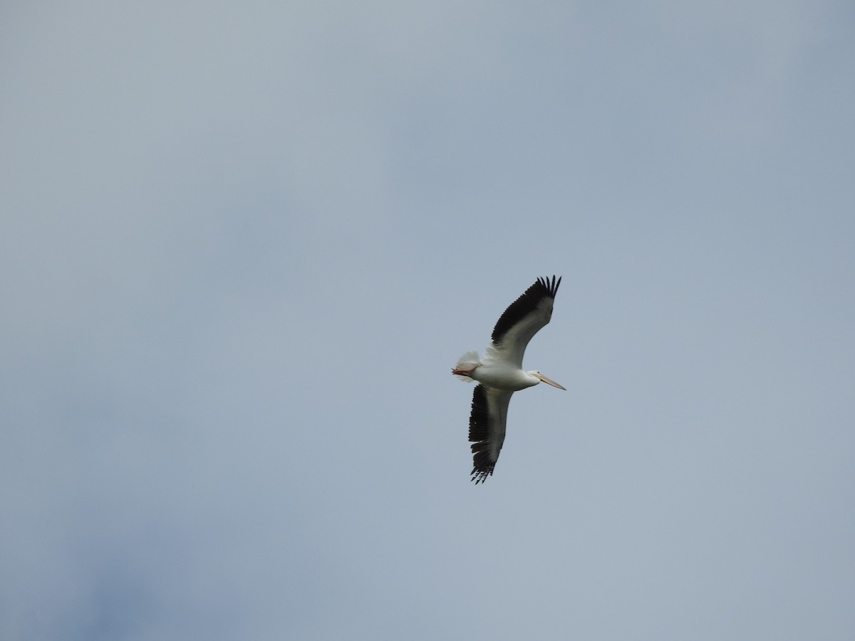 American White Pelican - ML641714539