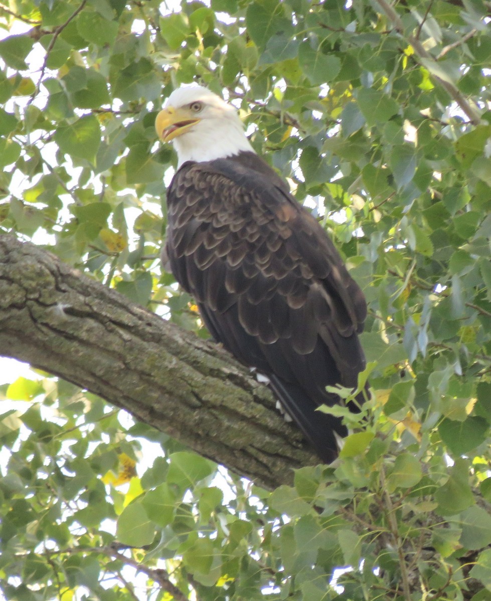 Bald Eagle - ML641714575