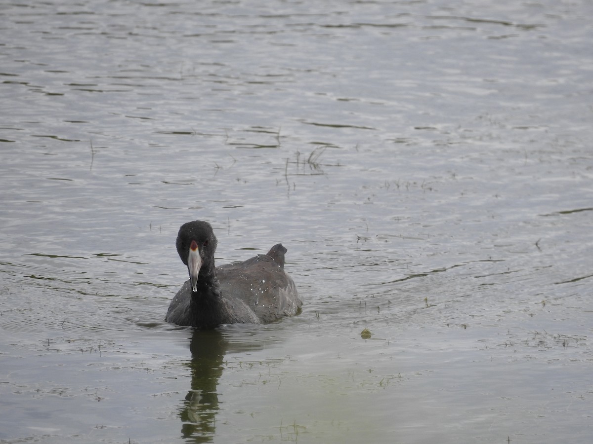 American Coot - ML641714576